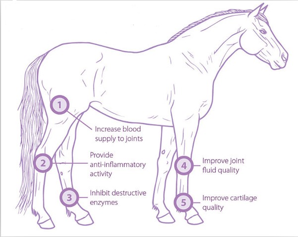 Shockwave χρήσης κατοικίδιων ζώων φυσιοθεραπείας κτηνιατρικό μικρό extracorporeal άλογο μηχανών κρουστικών κυμάτων αλόγων θεραπείας